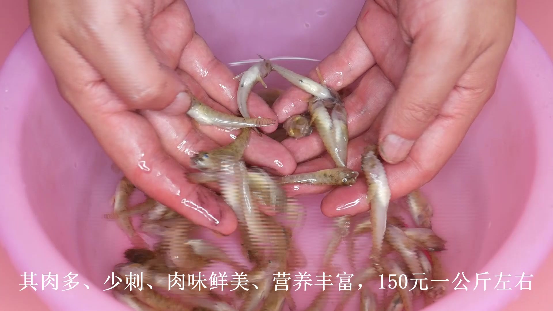 自制捕鱼笼抓到的鱼这么小,在菜市场卖到150元一公斤,太好吃了