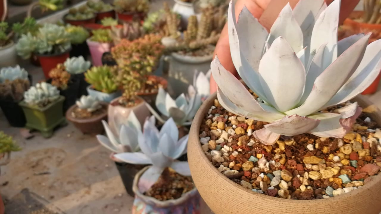 玩多肉谁人不知仙女广寒宫,要想不黑腐不徒长不掉粉,注意这几点