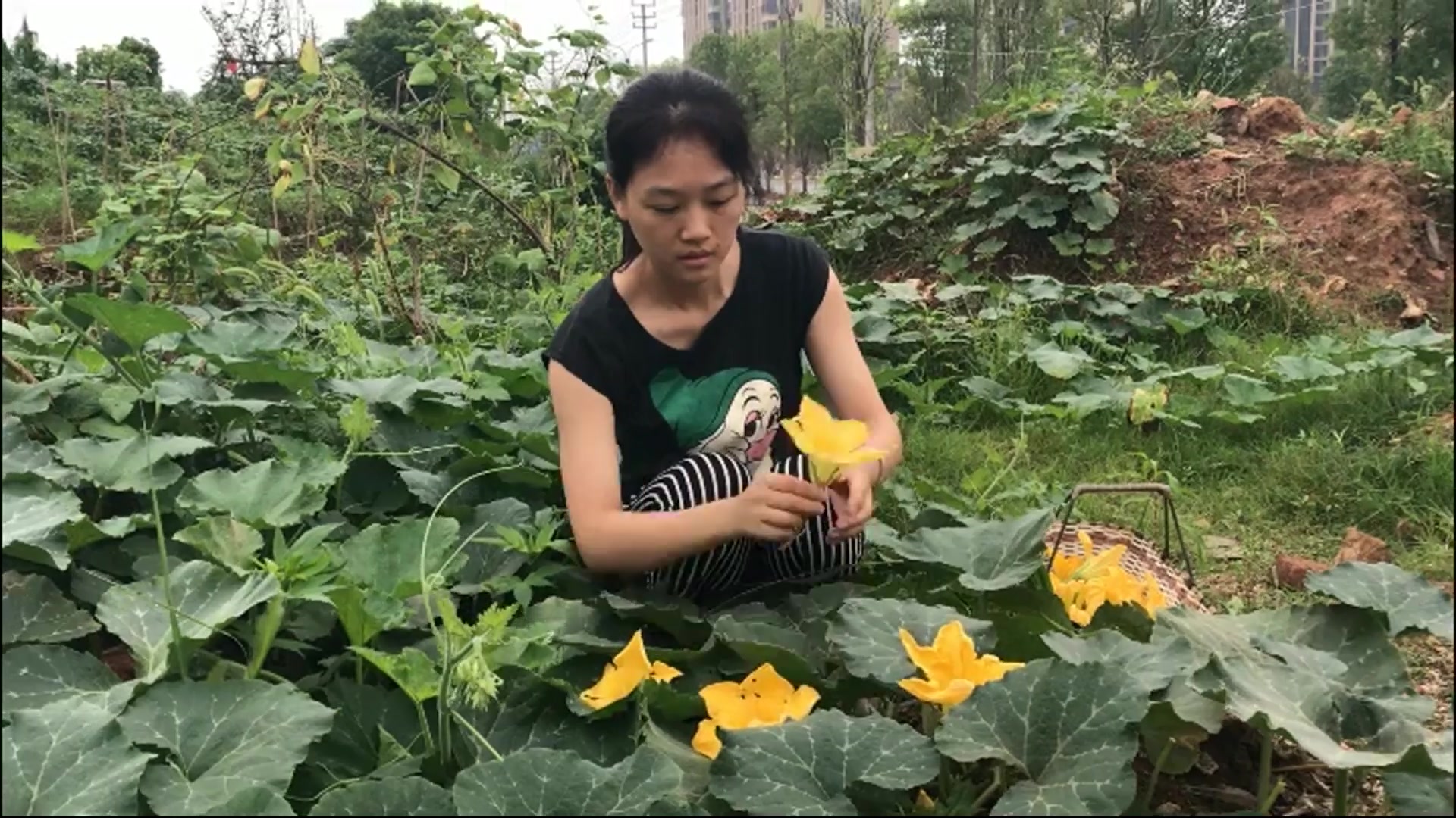 姑娘摘了一篮南瓜花,做了一道美食,太美味了,喜欢的快收藏起来