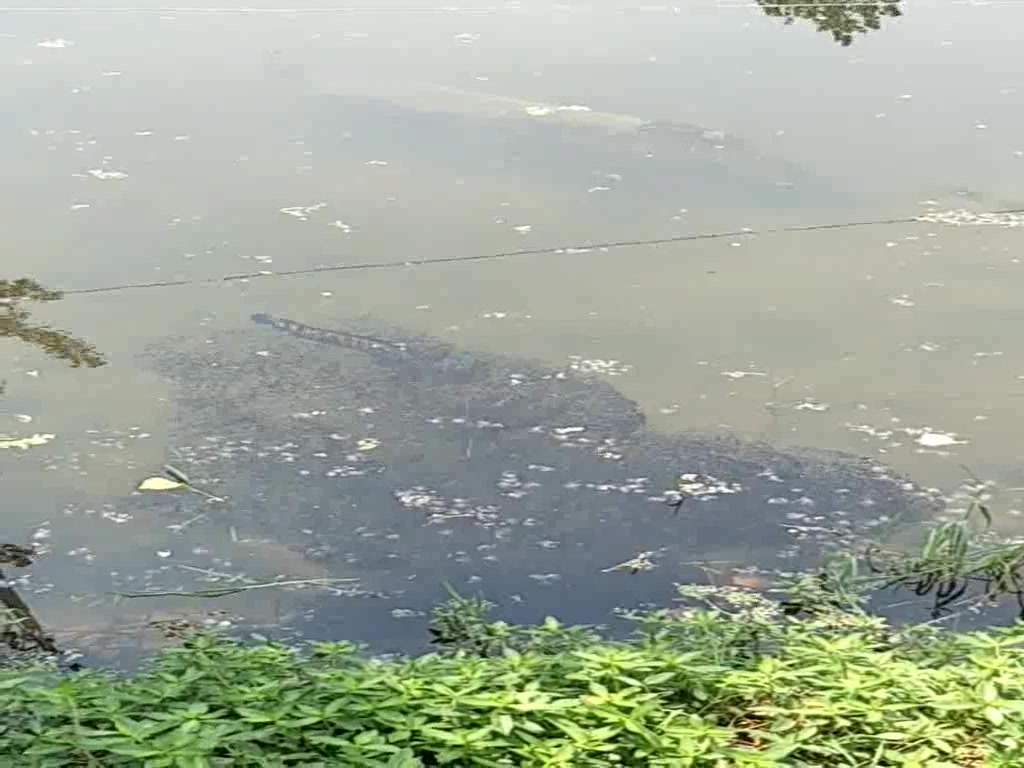 钓鱼界争论不休,大黑鱼会吃自己的小崽吗?
