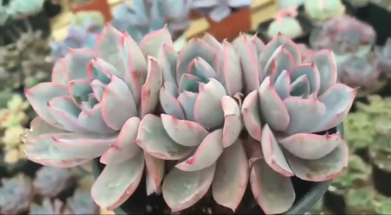 美丽的多肉植物,造型小巧玲珑,真好看!