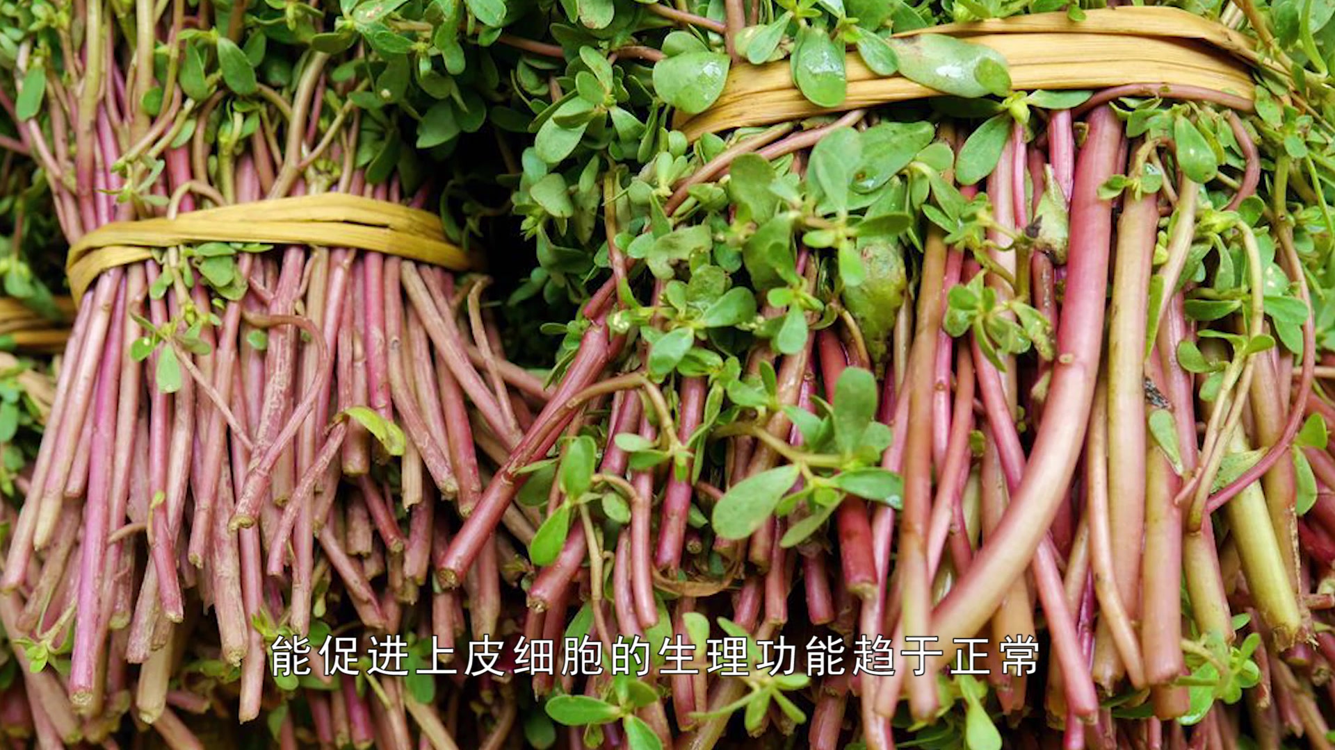 农村这种杂草,能凉拌、煮粥,口感好营养高,人人争着要!