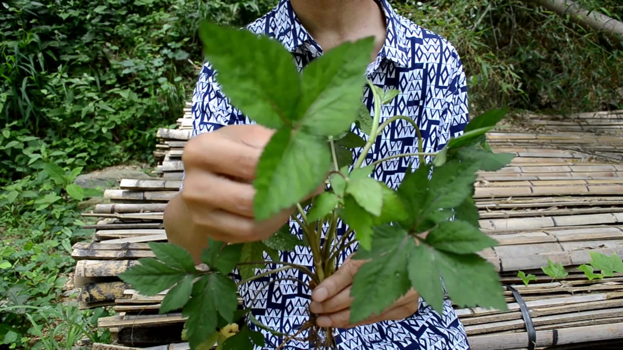 山中识草木—鸭脚板,农村著名的野菜,味道上佳还能治疗多种疾病