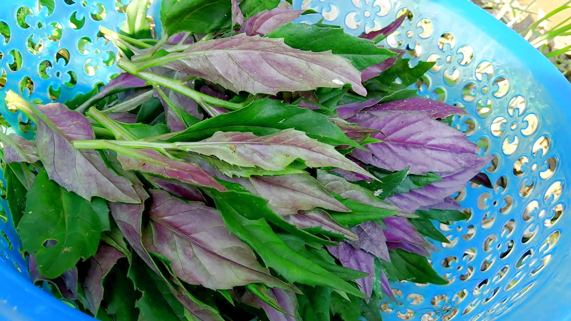 老农在河岸边采一种野菜,叶子背面是紫色的,爆炒一盘,嫩滑好吃
