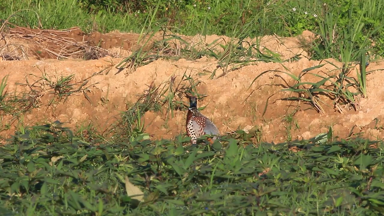 野鸡发出悦耳叫声,这是想干嘛,大家知道吗