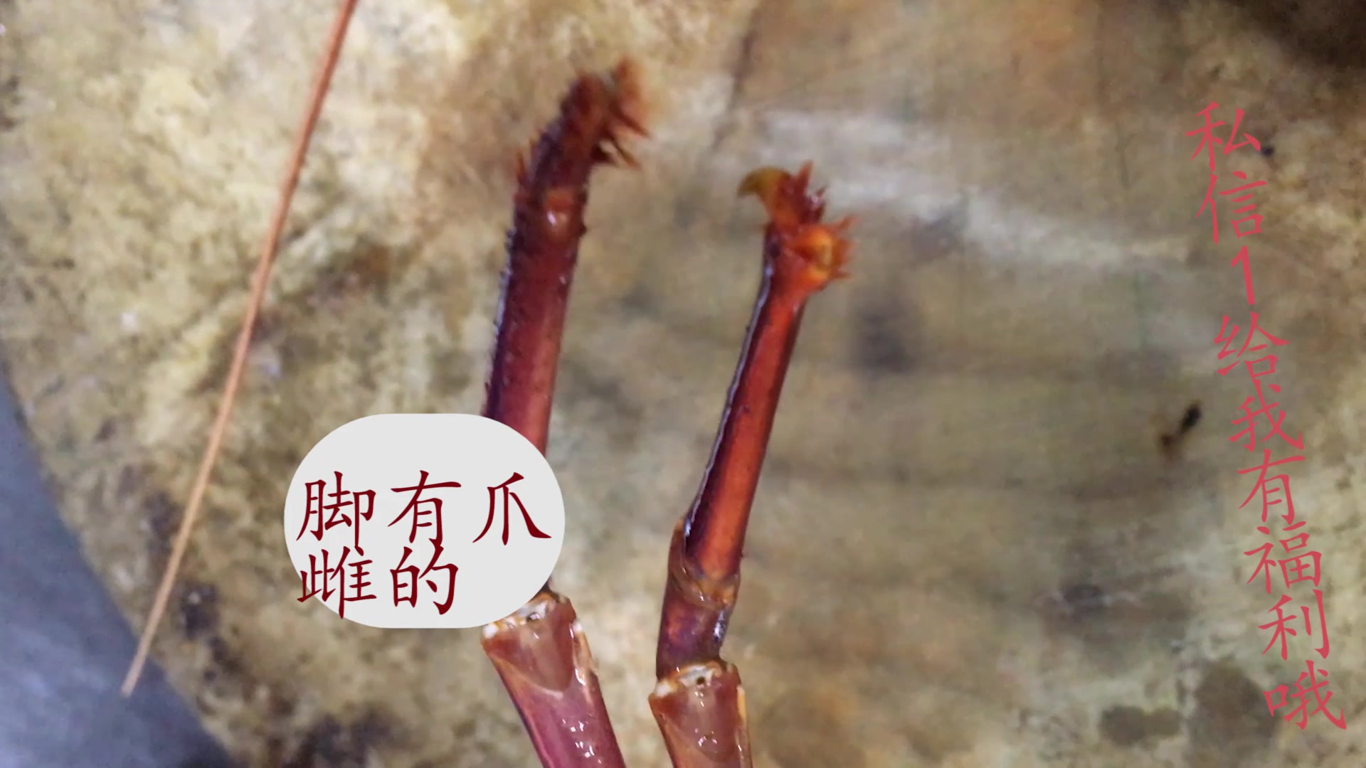 龙虾鲍鱼是名菜 可你知道分辨它们的好坏吗 这次来教你识别