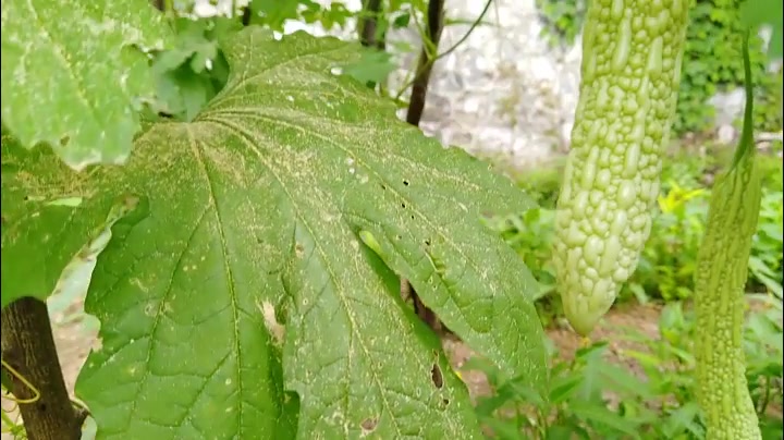 这种菜在农村最常见,却被网友称为“最苦”、“最难吃”的蔬菜!