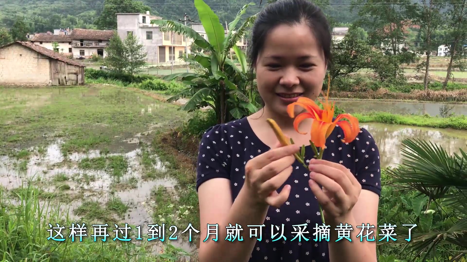 农村一种酷似兰花的野草,用来煲汤是美味,你吃过这种花吗?