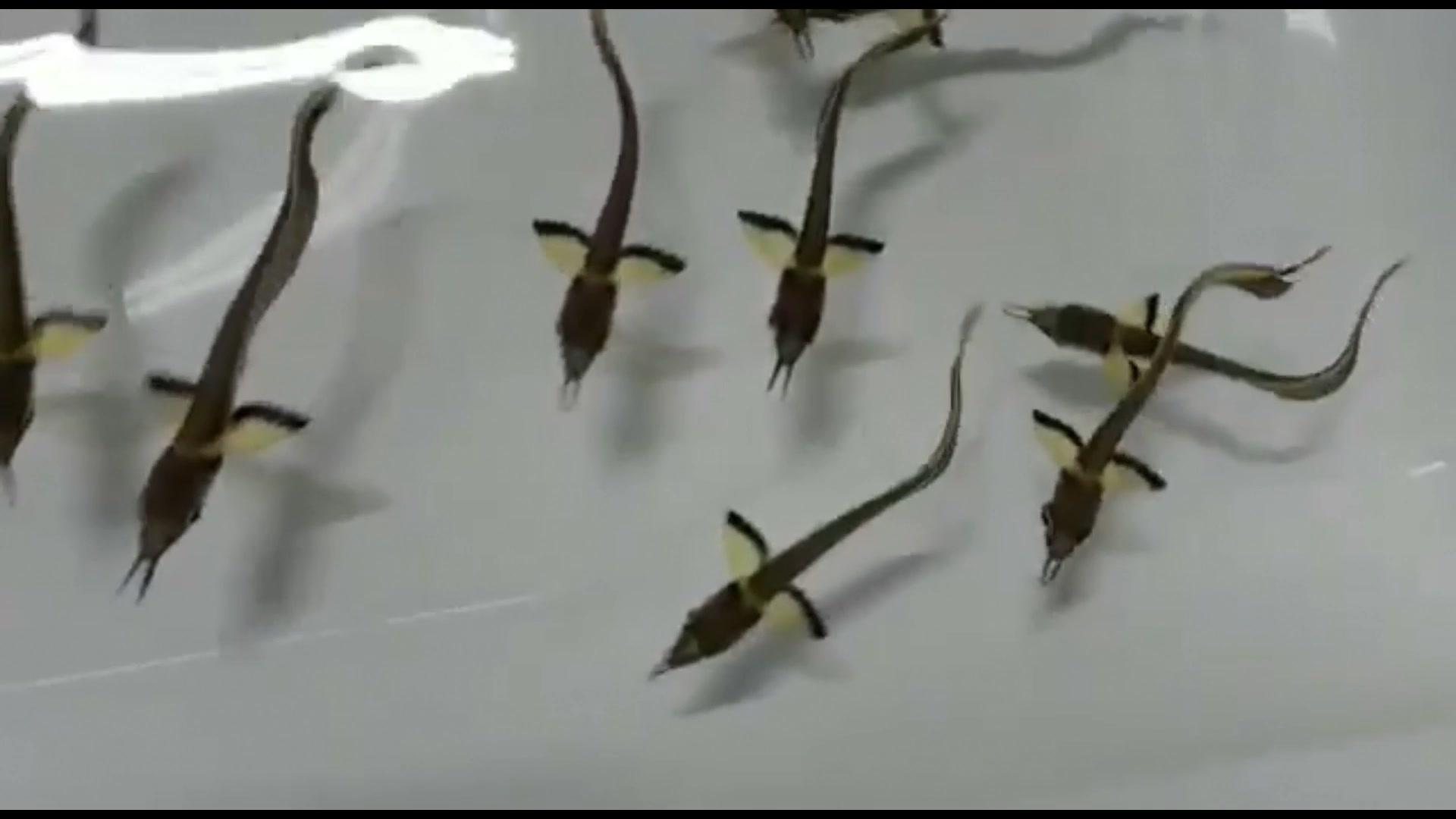 一种贼个性的龙鱼幼鱼:黑带龙鱼