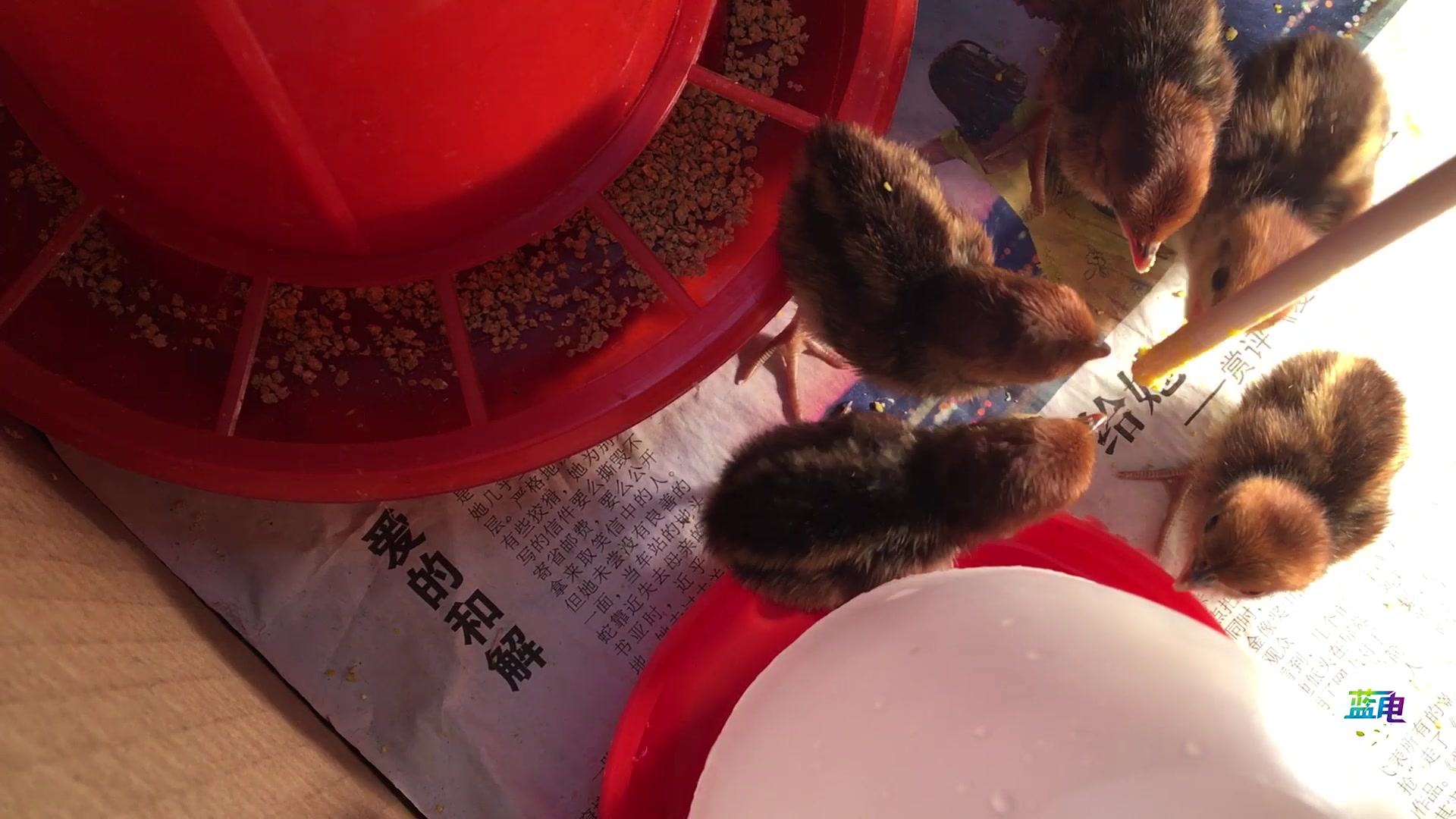 刚孵化出壳的小竹鸡崽,会吃食喝水,能喂养成活吗?