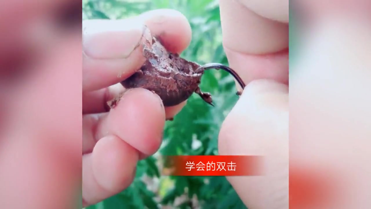 钓鱼视频教程:垂钓野生青皖不用鱼料照样可以钓到大鱼!