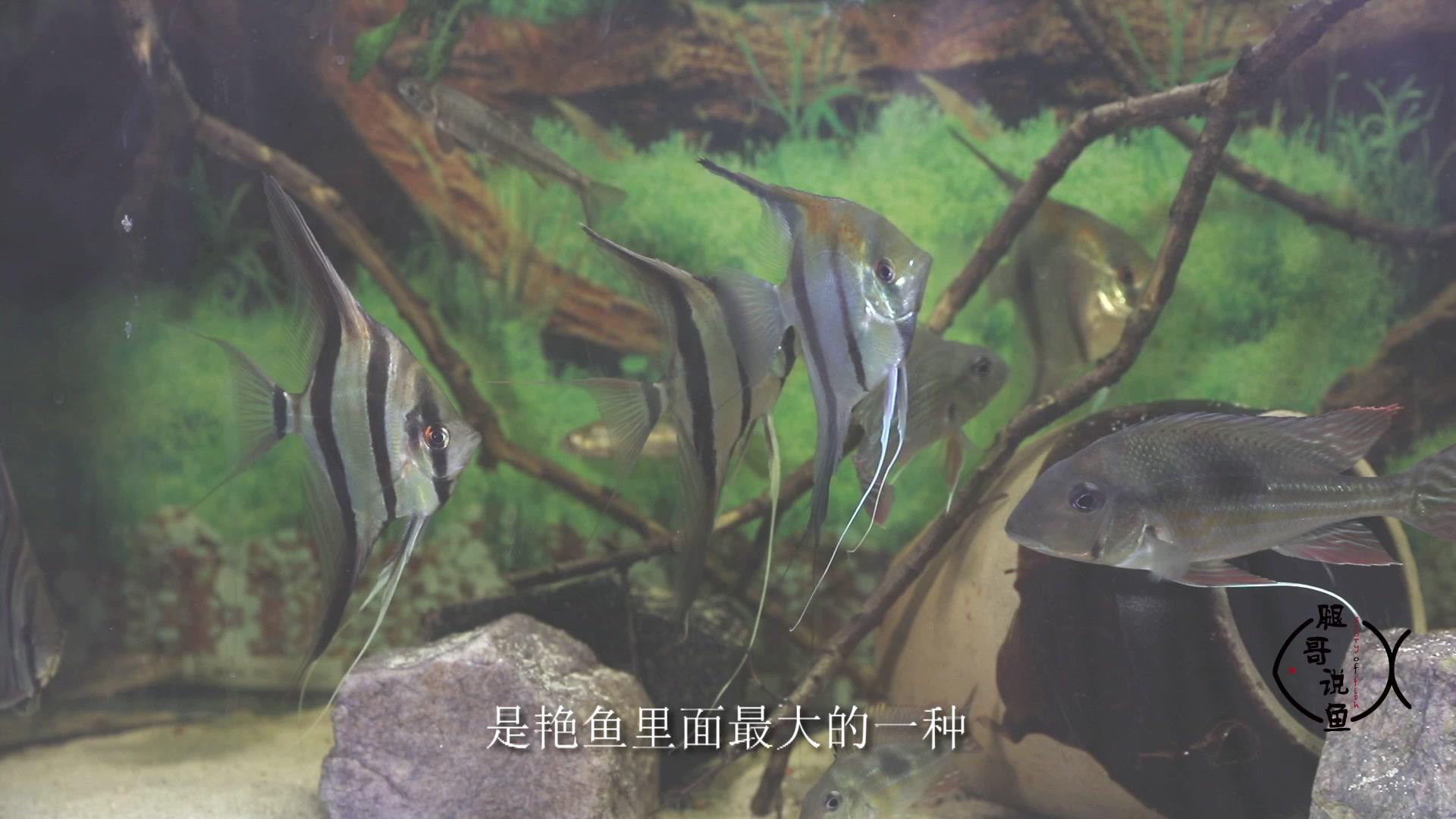 神仙鱼多得是,这种会发光的你见过吗?