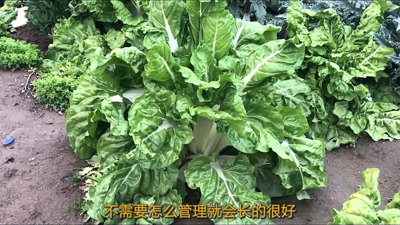 农村一种因难吃而闻名的菜,竟是天然的补血菜,却被人拿来喂猪!