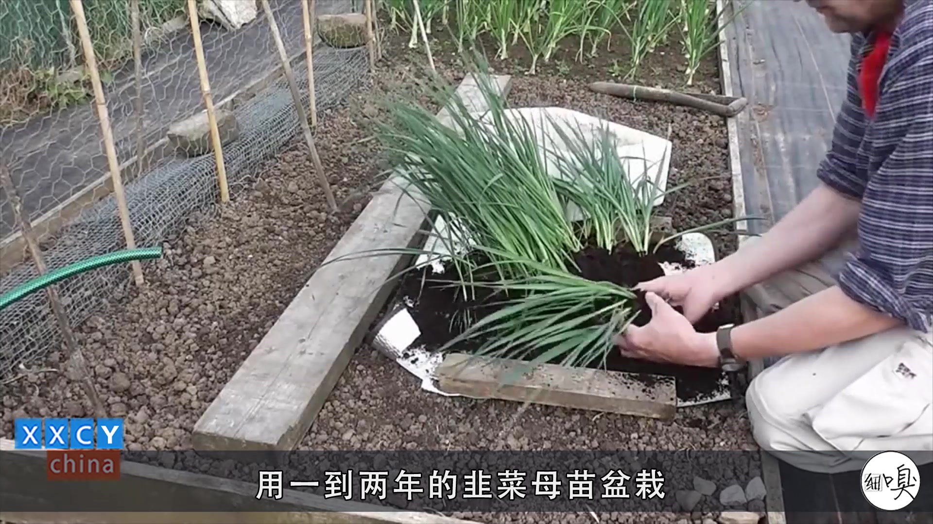 韭菜适合夏天在家盆栽,不易生虫好打理,七天一茬,纯天然好吃
