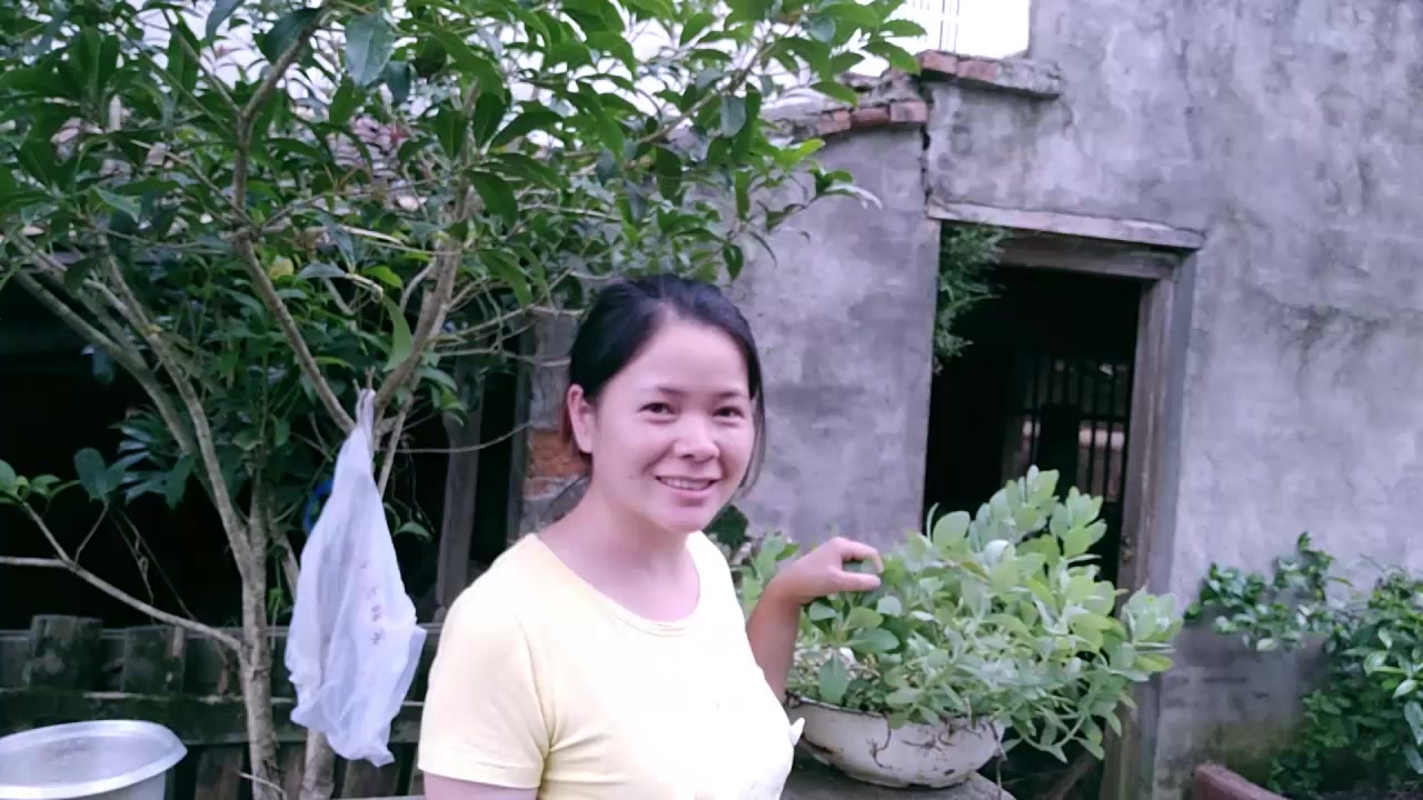 农村山上一株多肉植物,姑娘挖回家做盆景,出价30元都不卖