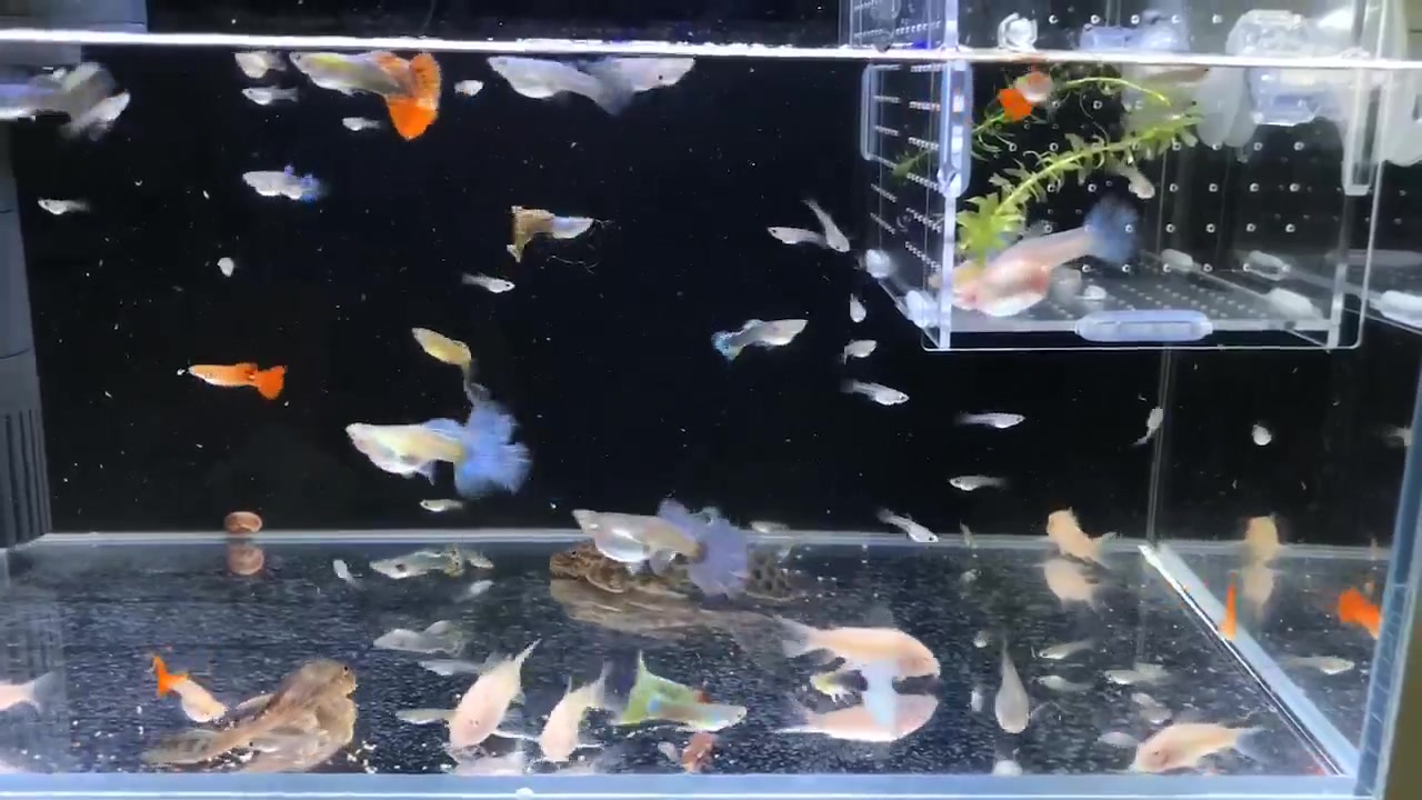养孔雀鱼还得贴黑色背景纸,感觉好看多了