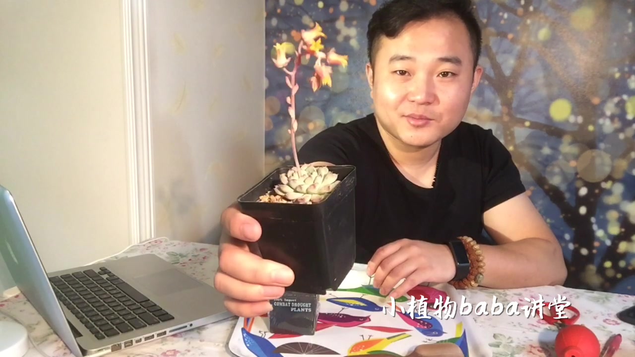 景天科多肉植物原始姬莲开花真美,给它换上一个控型花盆