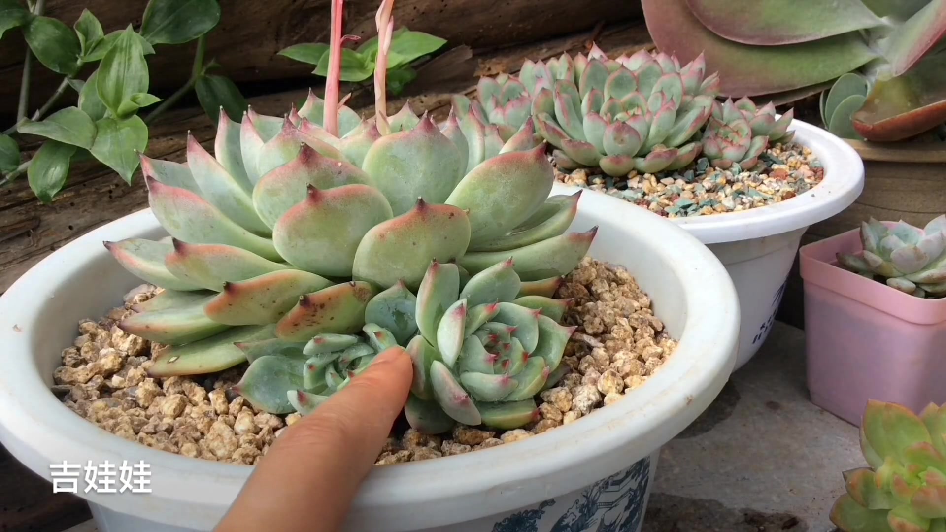 多肉夏季种植初步准备,简单的多肉种植度夏教程快来了解一波