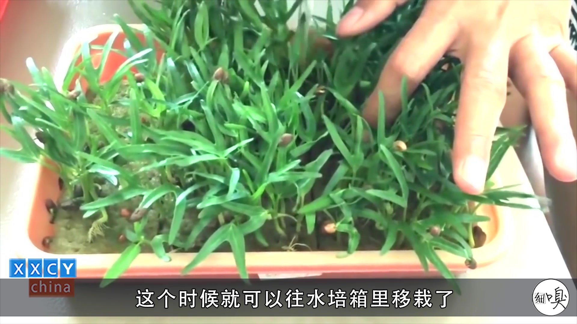 用塑胶管种空心菜,在家里就能种,无土栽培好打理,一家人吃不完
