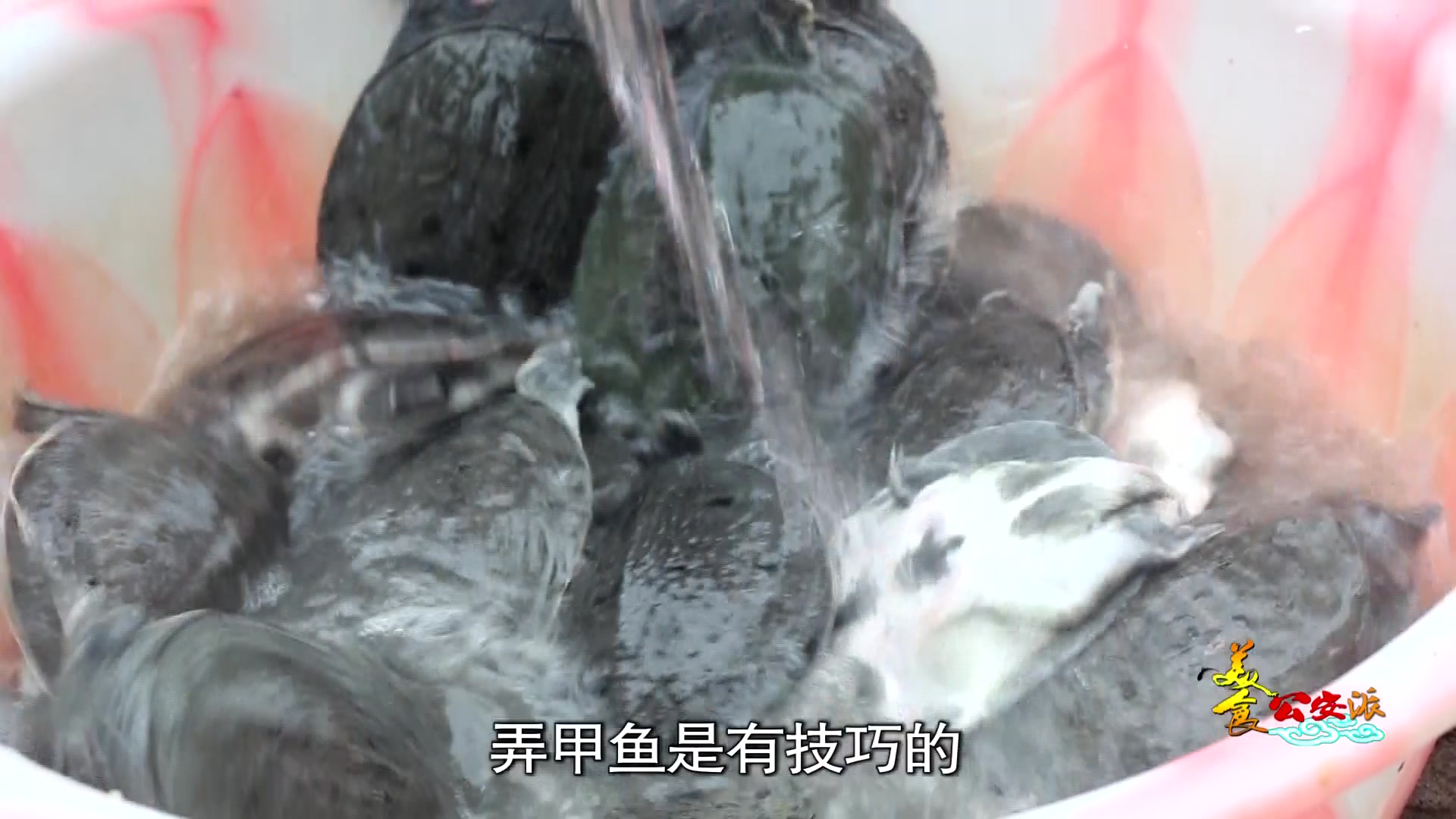 这家甲鱼卤着吃更有味儿,鲜香麻辣一股脑儿迸发!