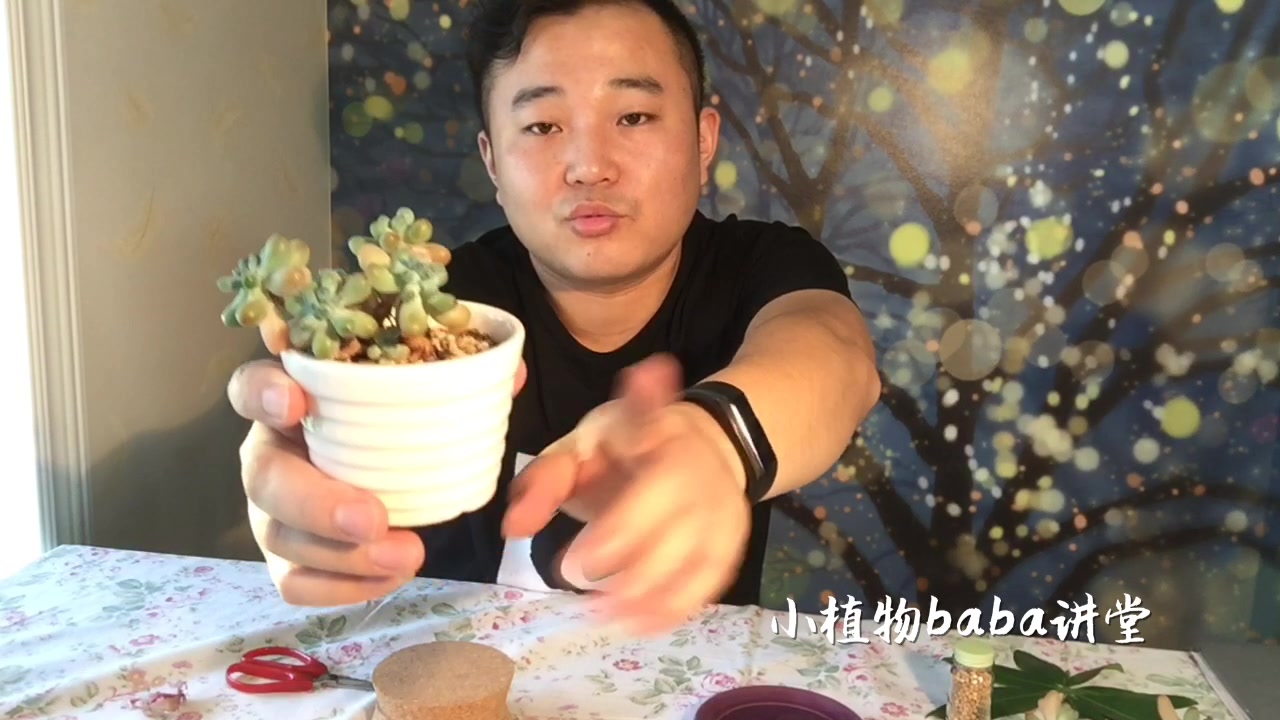 景天科多肉植物乙女心老桩长成这样,一定要要对其进行修型繁殖