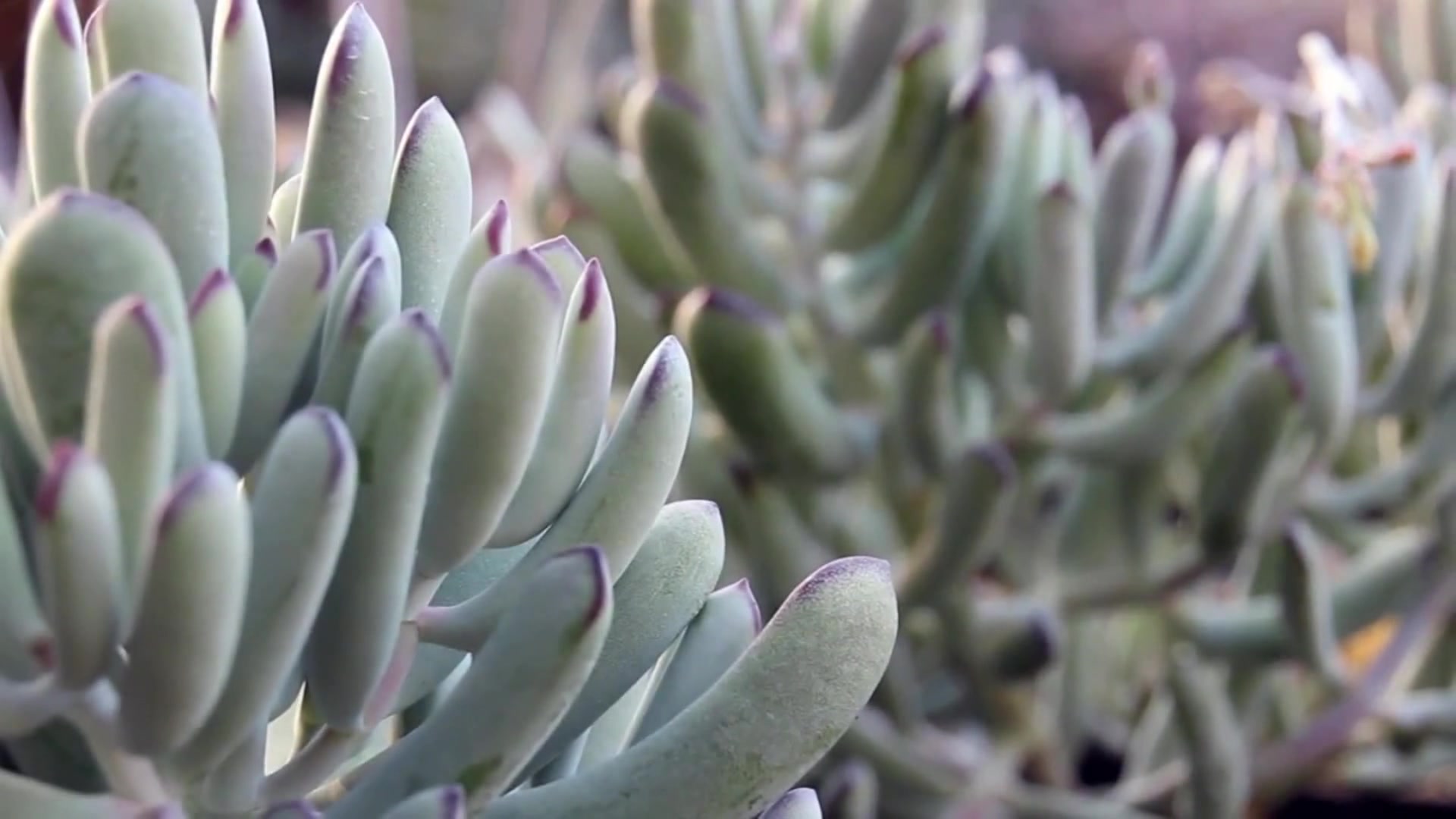 高清镜头下的多肉植物,真是秀色可餐,多肉你还能再美吗