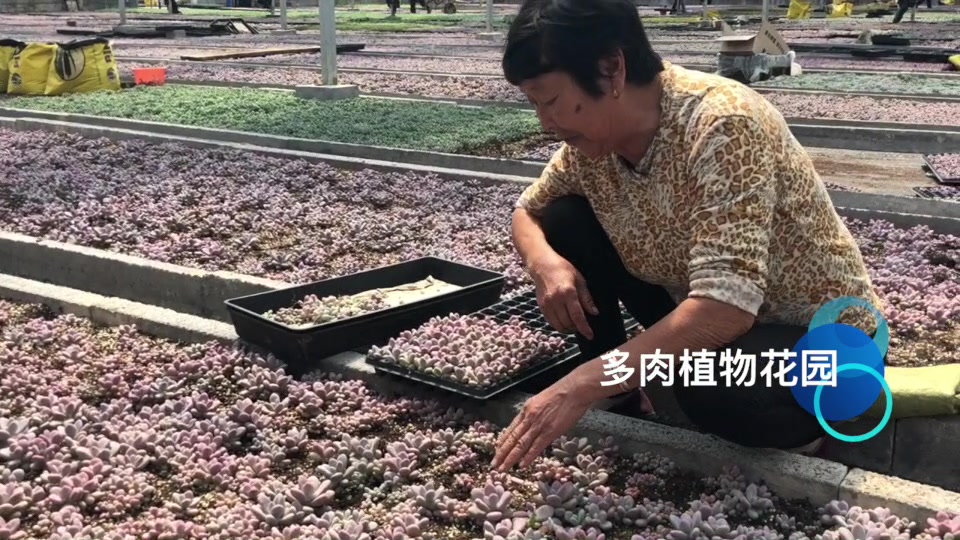 多肉大棚的工作人员为零售商挑选多肉,掉下的叶子还能接着叶插