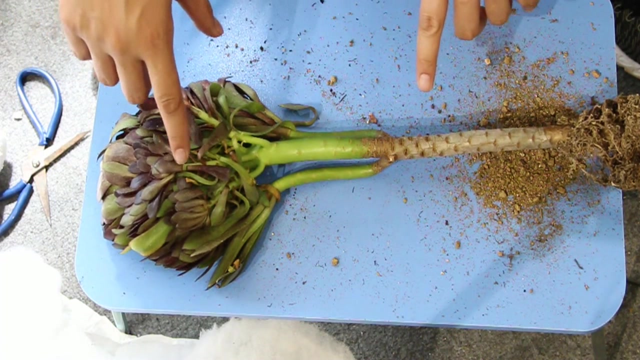 多肉开箱:黑法师老桩,上盆时要注意这些,就能养活好
