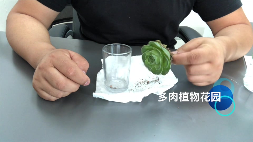 快要死掉的多肉玫瑰,还可以这样处理做成水培多肉