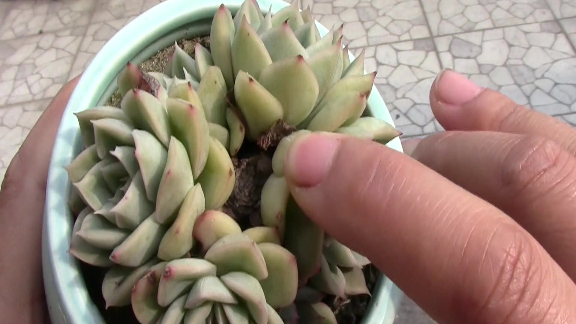 柔情的多肉:月亮仙子多肉,听着就漂亮,点开看看