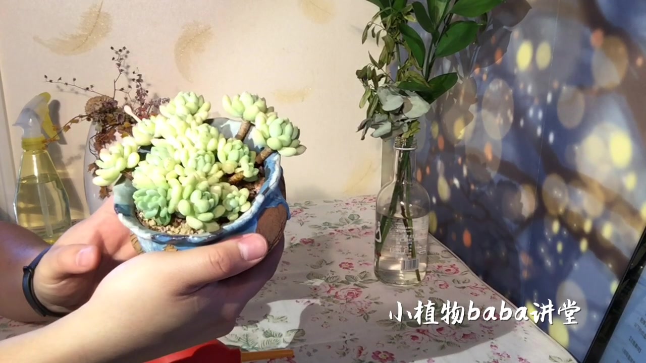 多肉植物老桩劳尔想养出状态、变多头,它的习性你一定要知道