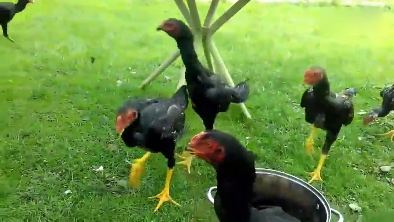 两只斗鸡在打架,其它在吃东西,果然是不打架浑身不自在