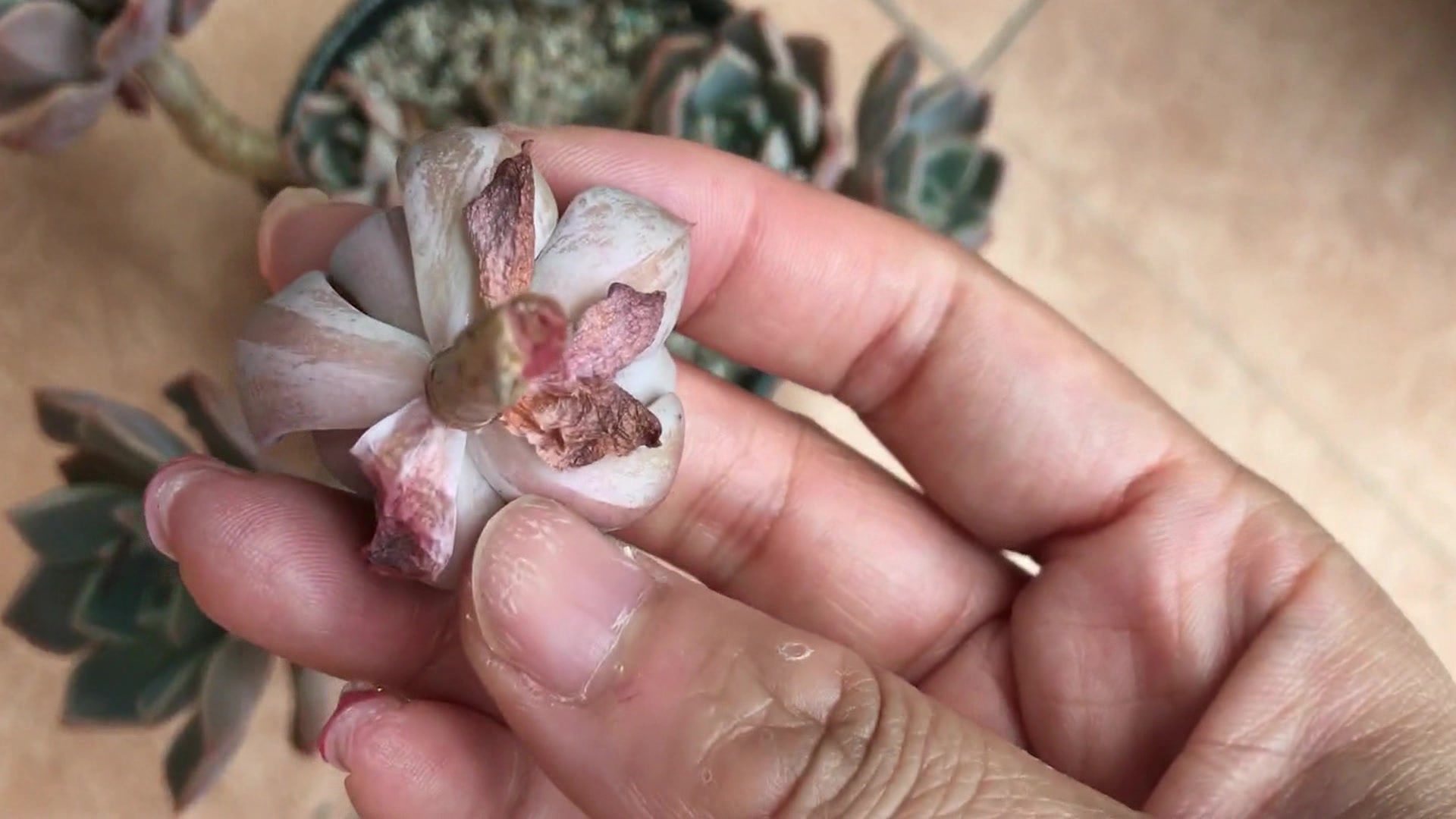 多肉植物:杆子萎缩的两盆红粉佳人,好可惜的两盆多肉