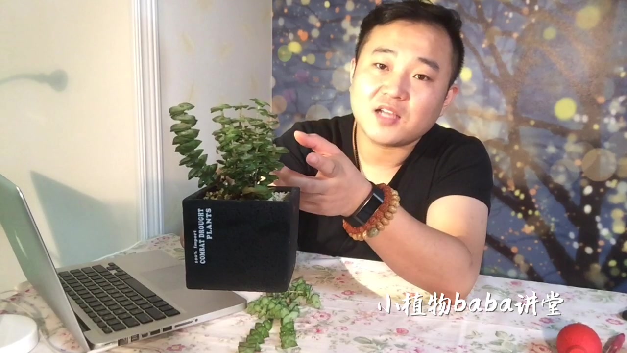 多肉植物修剪、砍头,想让它更加完美,一些事一定要考虑到
