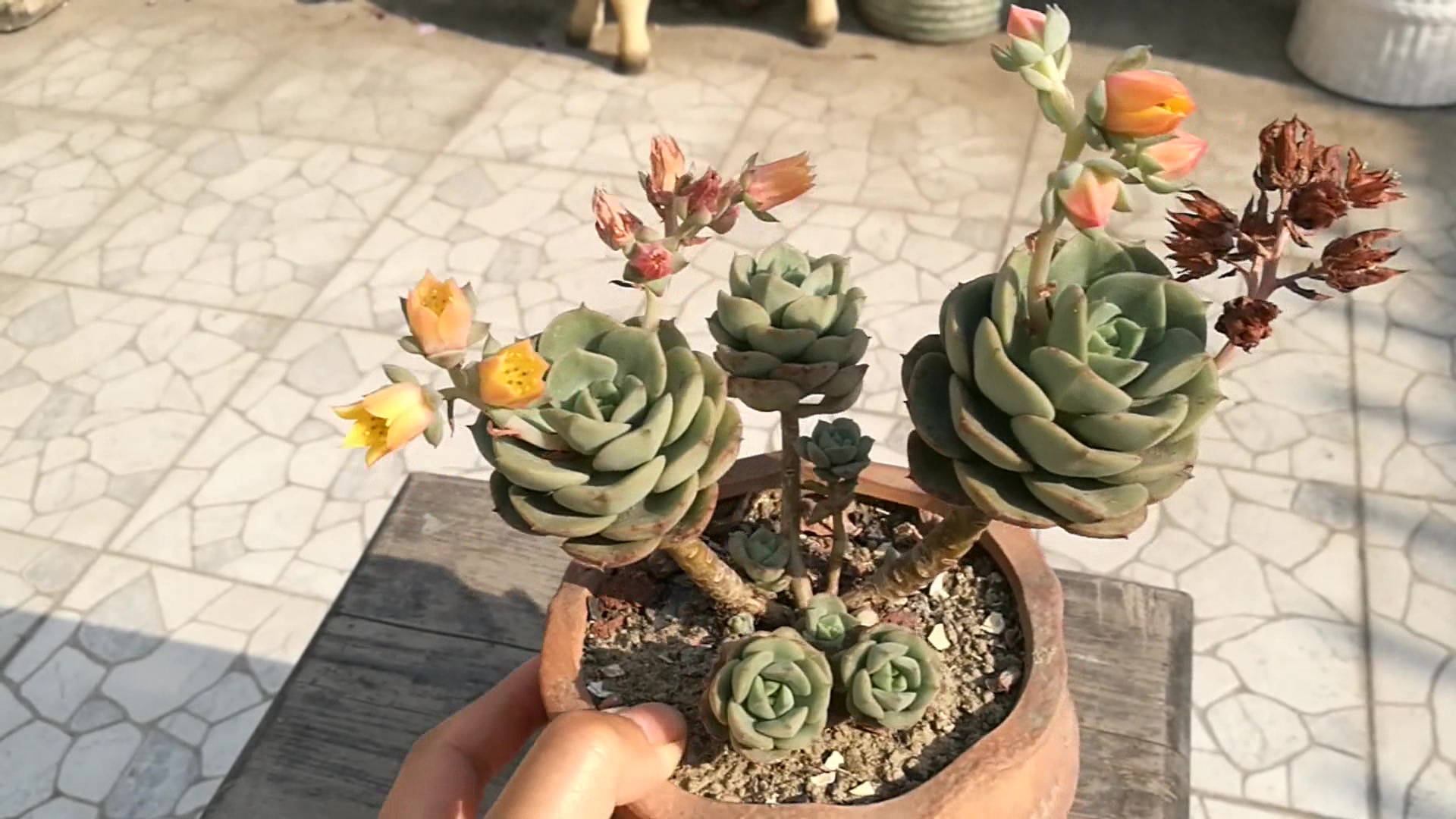 多肉植物:妮可莎娜多肉,你没见过的多肉,看完你会爱上它的