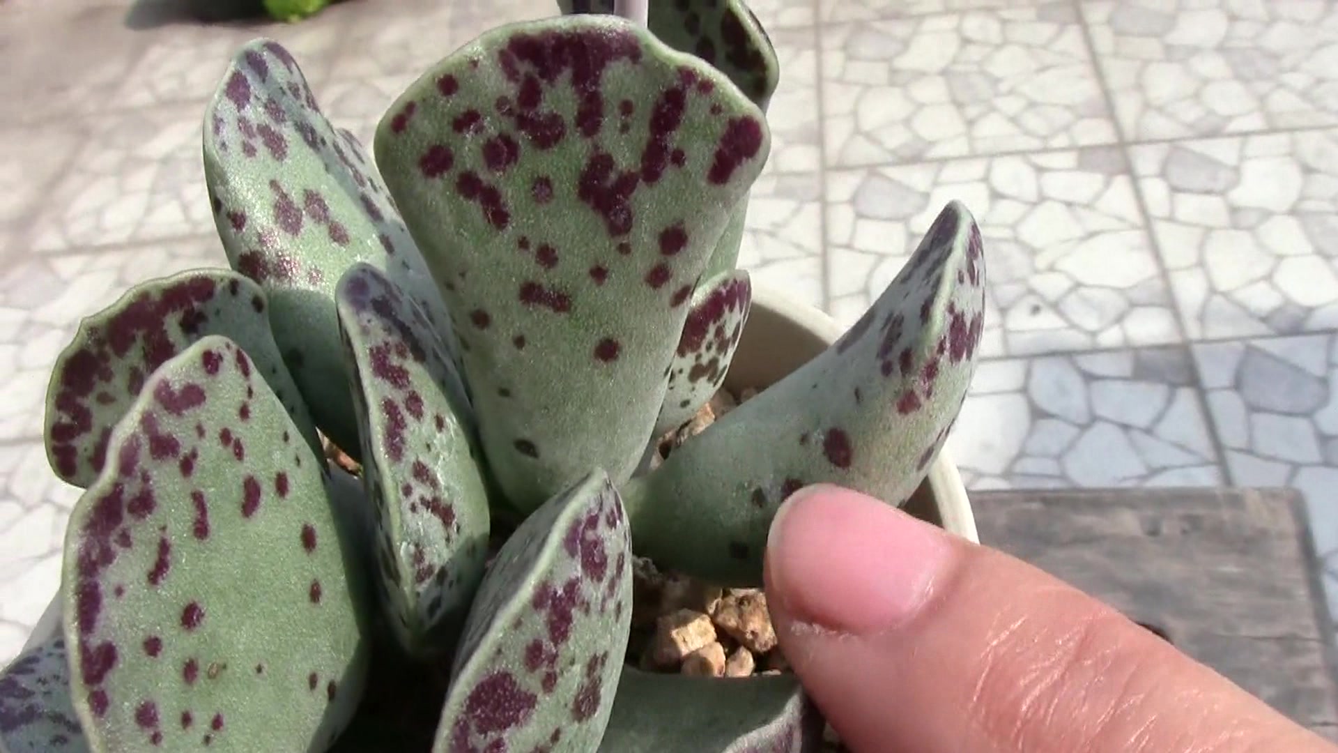 多肉植物:天锦章多肉,这种多肉你见过吗,不知道的快点开看看