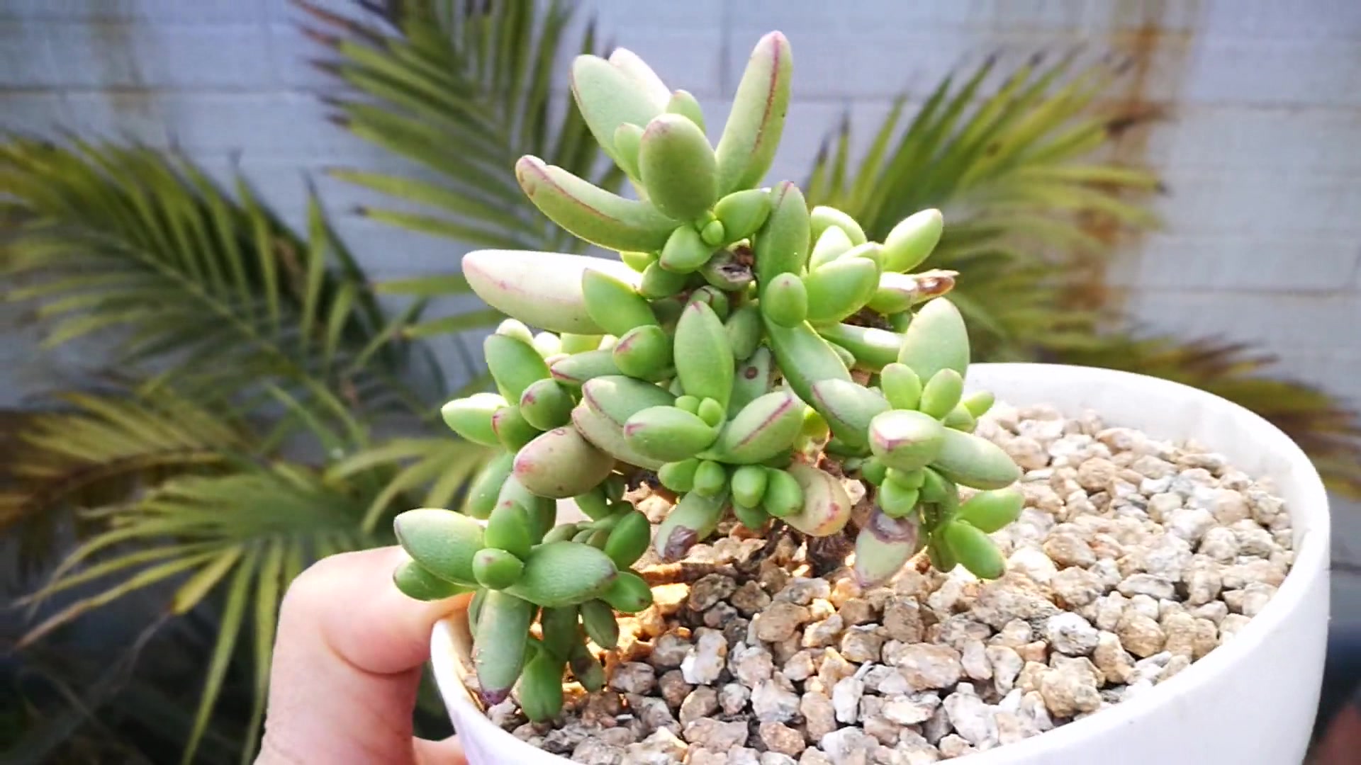 多肉植物:超级可爱的小天狗多肉,超级萌的多肉,看到就会爱上它