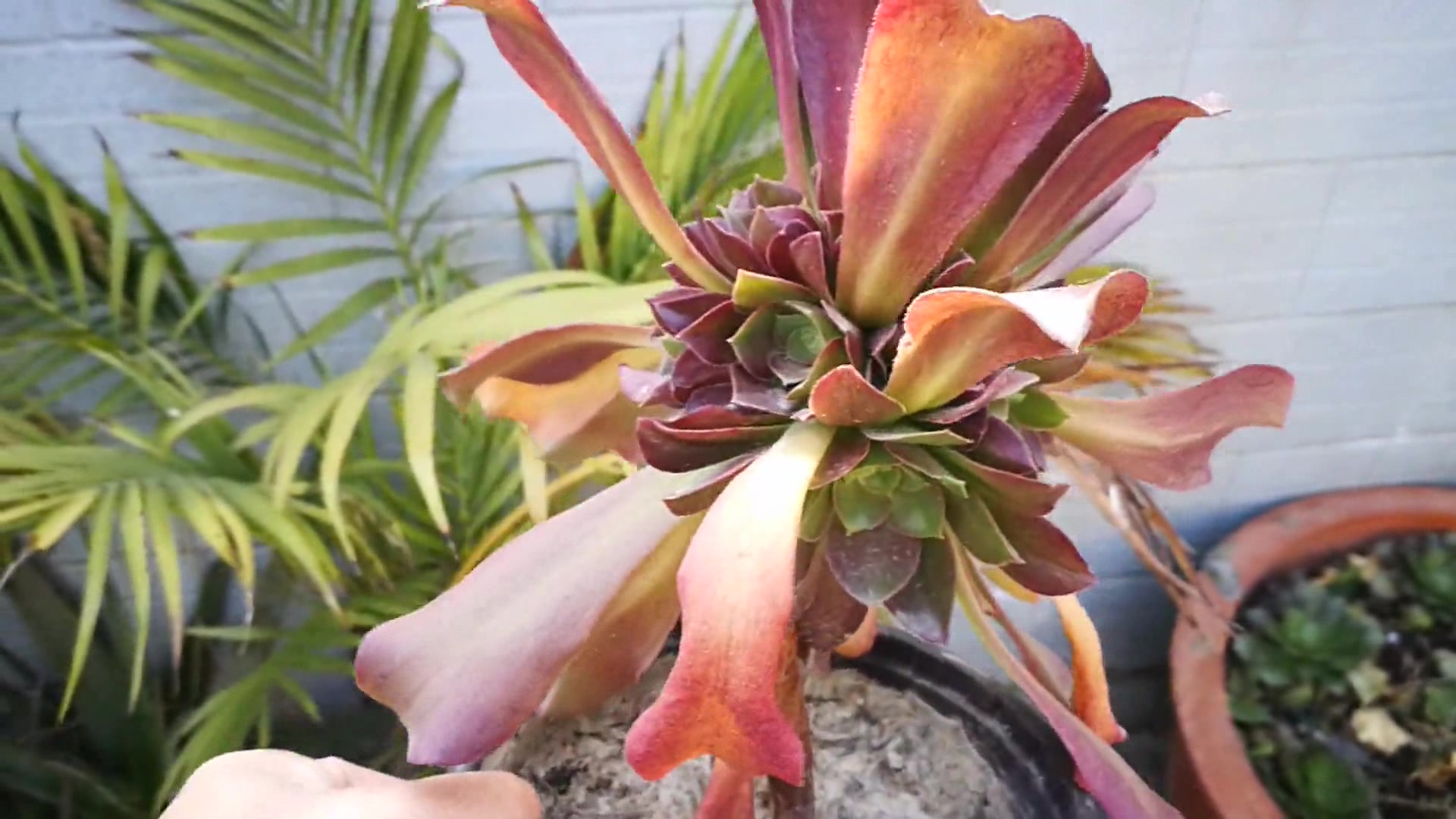 多肉植物:紫羊绒多肉,超级可爱的多肉,你看完就会爱上它