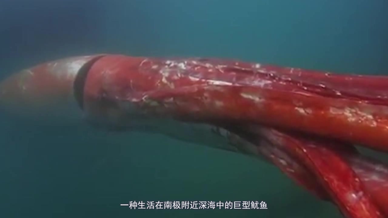 世界上最大的无脊椎动物,长达20米,除了抹香鲸外它无所畏惧!