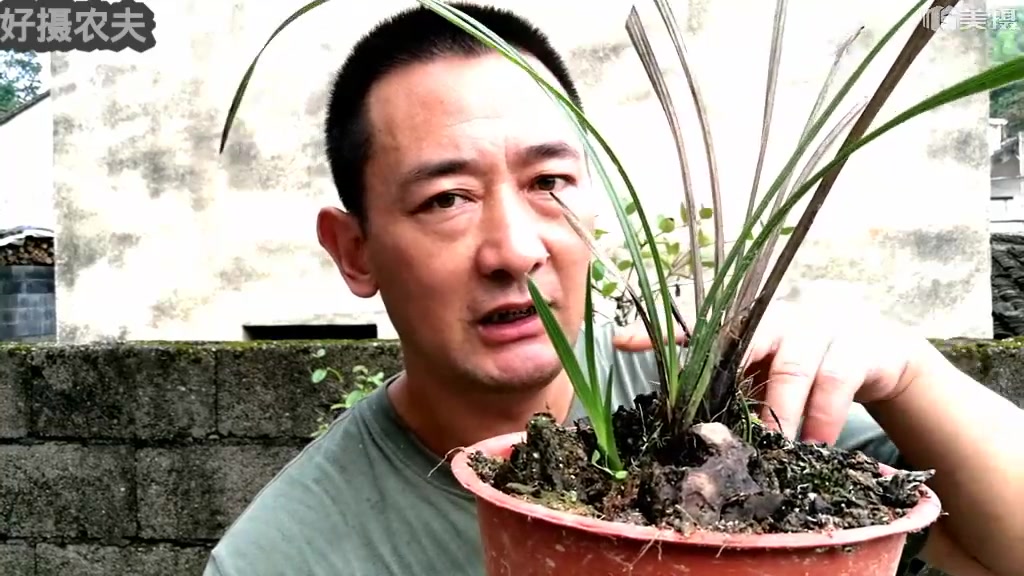 兰花烂根不要怕,这样处理成活率高,根本不用泡药水