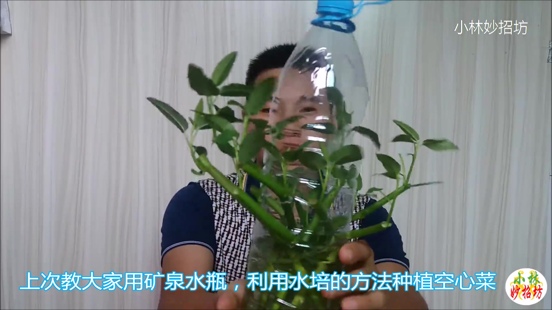 利用废弃的塑料瓶种植蔬菜,空心菜的无土栽培和有土栽培方法