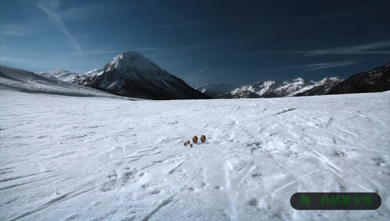 昆虫总动员 蜗牛在滑雪场耳濡目染最后尽然练成了滑雪高手