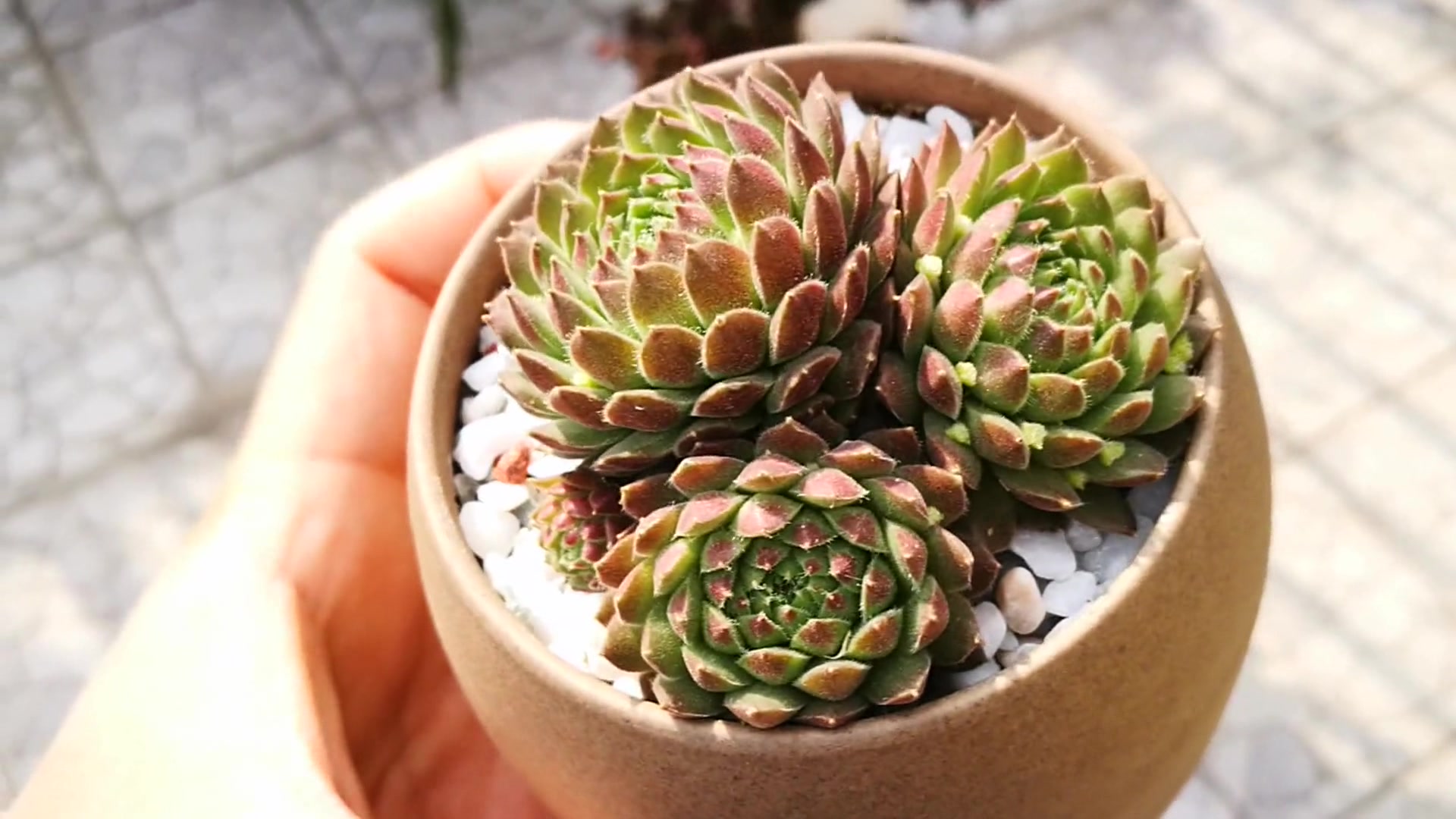 多肉植物:草莓卷娟多肉,你还不知道它吗?那就快点开看看吧