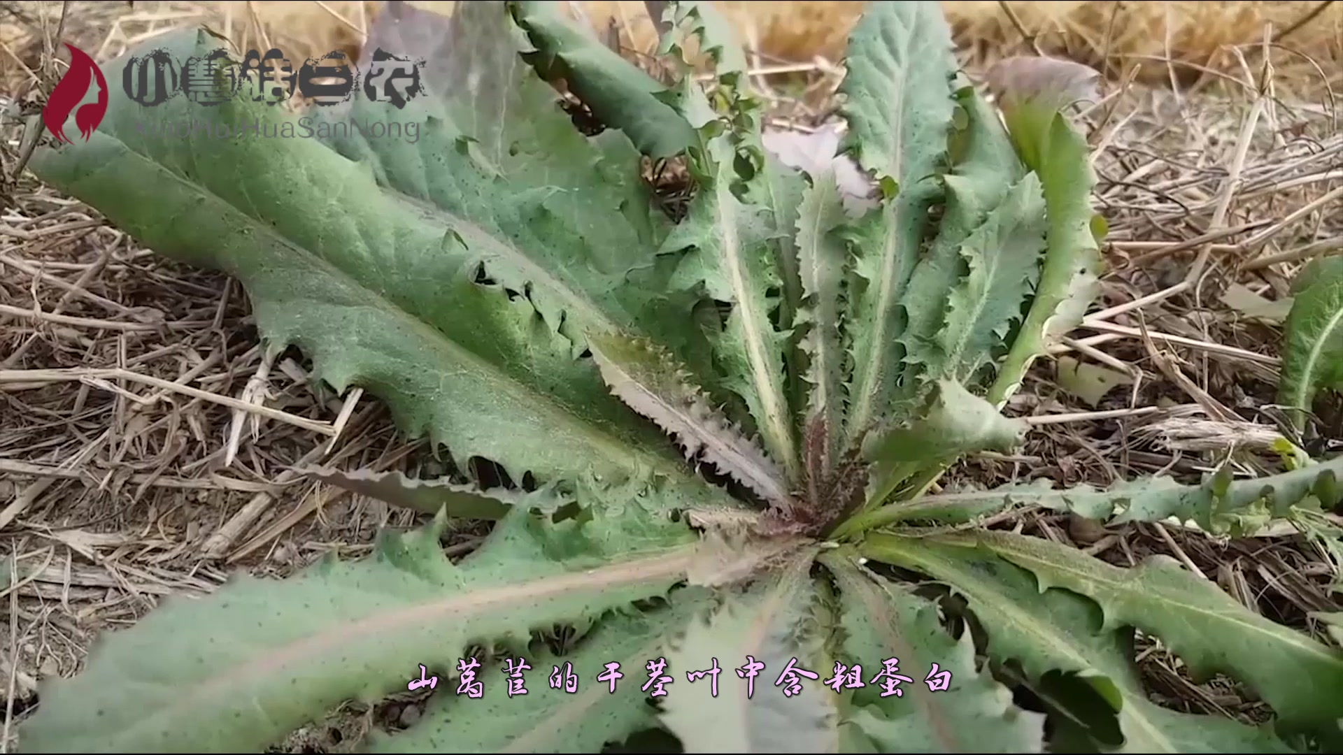 最近这种野菜火了,农村人叫它“鸭子食”,城里人叫“高钙菜”!
