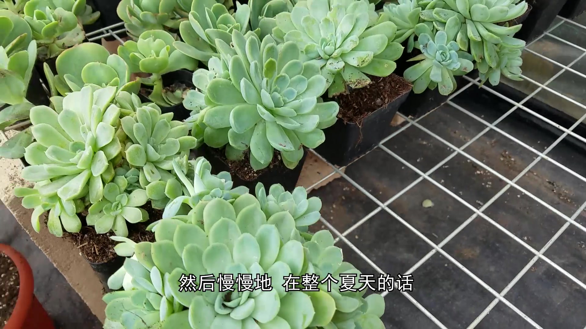 老陈说,多肉地栽到上盆!从徒长到控型!从嫩枝到老桩!一起看!