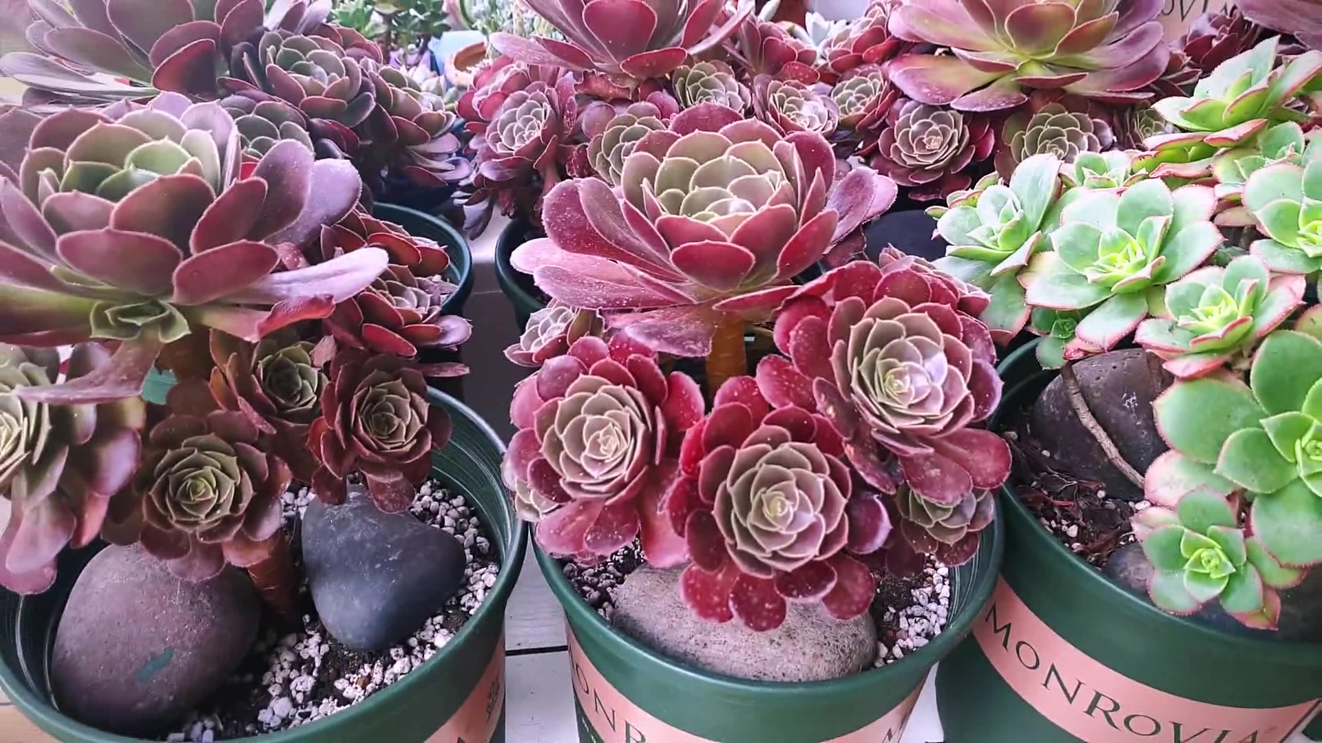 多肉:推荐新手入门法师多肉:荷兰圆叶,超级好养快来看看