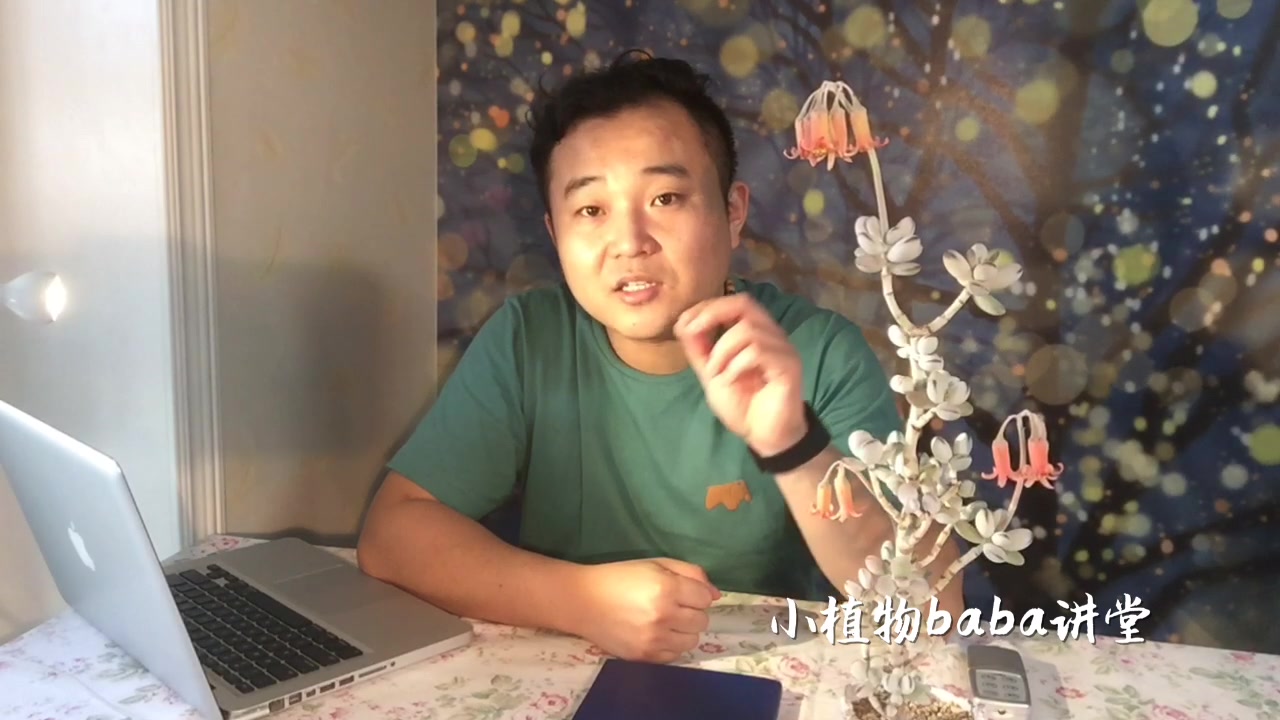 多肉植物乒乓福娘开花有见过吗?太美了