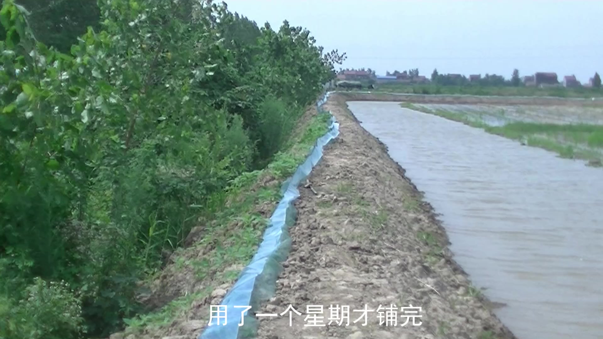 为什么养殖小龙虾的围网这么矮,可小龙虾却怎么也无法翻越呢?