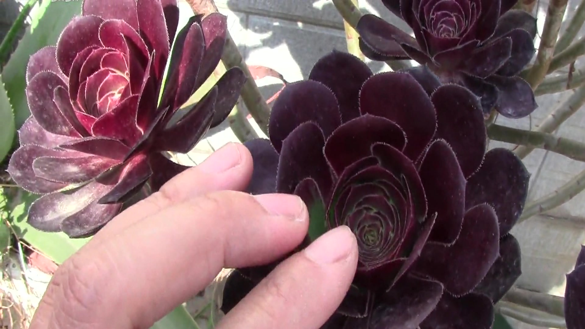 多肉植物:法师休眠判断,不了解的快来看看,了解一波