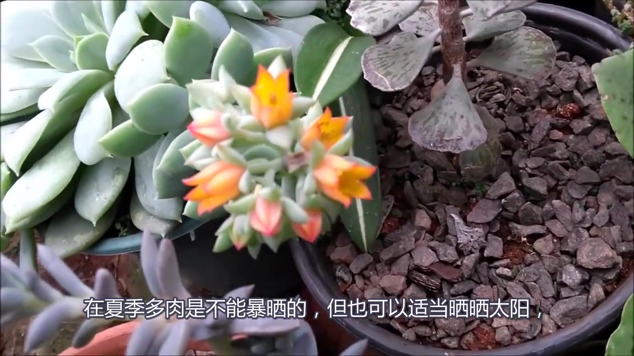 夏季养多肉要注意着几点,否则夏天还没过完肉肉就死光光了
